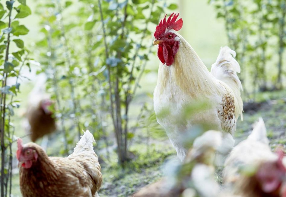 Der Lindhof versorgt unser Restaurant Kufstein, Tirol