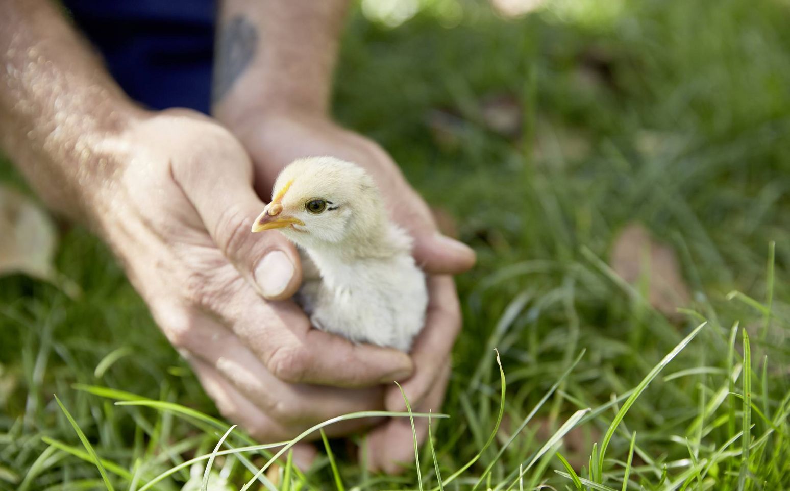 Lindhof: Eventlocation & Lieferant, Kufsteiner Land