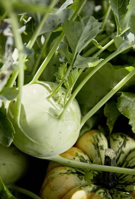 Der Lindhof versorgt unser Restaurant Kufstein, Tirol